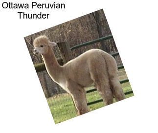 Ottawa Peruvian Thunder
