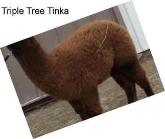 Triple Tree Tinka