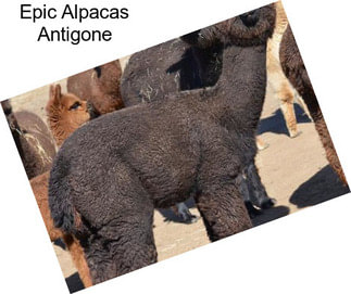 Epic Alpacas Antigone