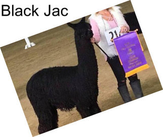 Black Jac