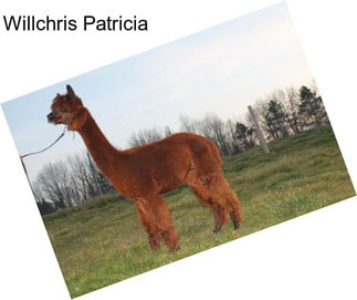 Willchris Patricia