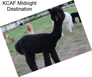 KCAF Midnight Destination