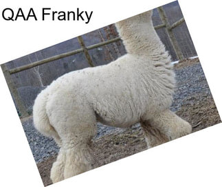 QAA Franky