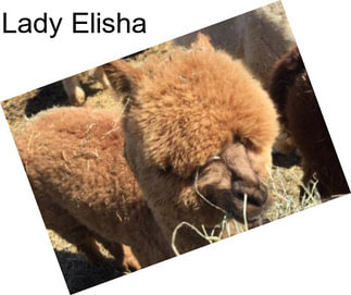 Lady Elisha