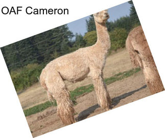 OAF Cameron