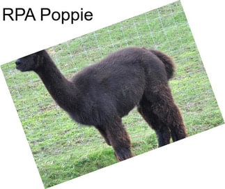 RPA Poppie