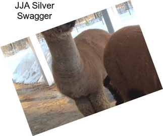 JJA Silver Swagger