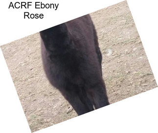 ACRF Ebony Rose