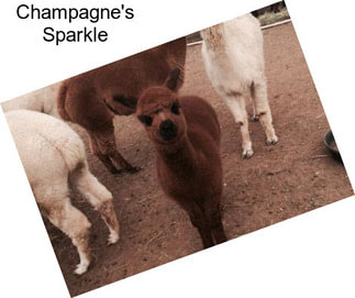 Champagne\'s Sparkle