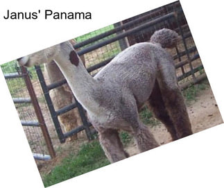 Janus\' Panama