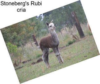 Stoneberg\'s Rubi cria