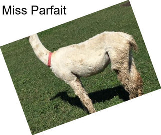 Miss Parfait