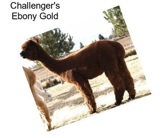 Challenger\'s Ebony Gold