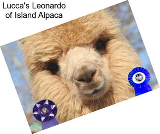 Lucca\'s Leonardo of Island Alpaca