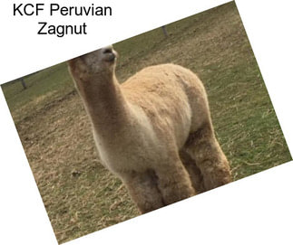 KCF Peruvian Zagnut