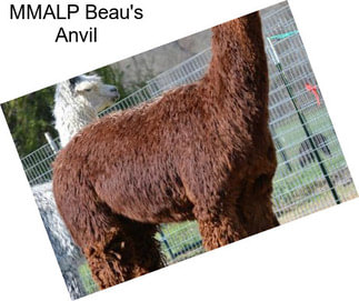 MMALP Beau\'s Anvil
