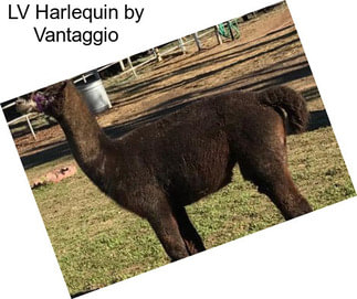 LV Harlequin by Vantaggio