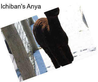 Ichiban\'s Anya