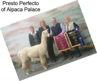 Presto Perfecto of Alpaca Palace