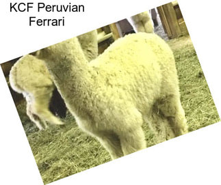 KCF Peruvian Ferrari