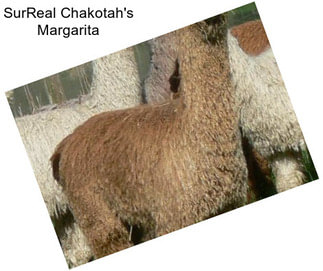 SurReal Chakotah\'s Margarita