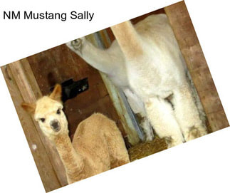 NM Mustang Sally