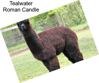Tealwater Roman Candle