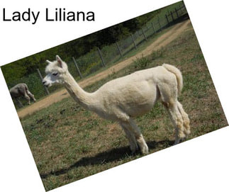 Lady Liliana