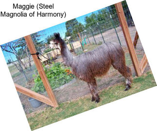Maggie (Steel Magnolia of Harmony)