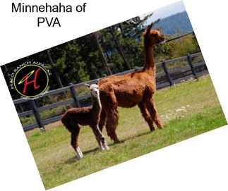 Minnehaha of PVA