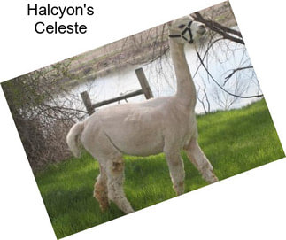 Halcyon\'s Celeste