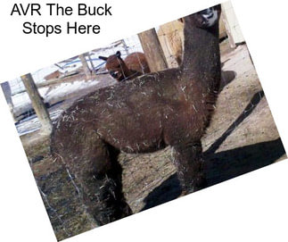 AVR The Buck Stops Here