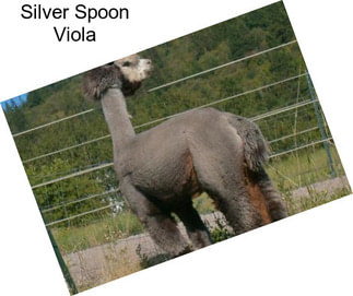 Silver Spoon Viola