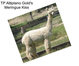 TP Altiplano Gold\'s Meringue Kiss