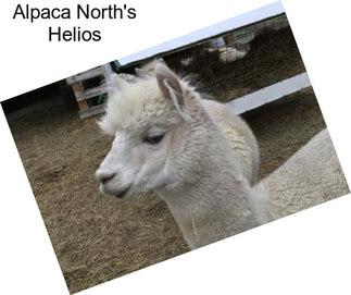 Alpaca North\'s Helios
