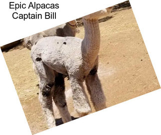 Epic Alpacas Captain Bill