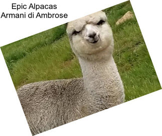 Epic Alpacas Armani di Ambrose