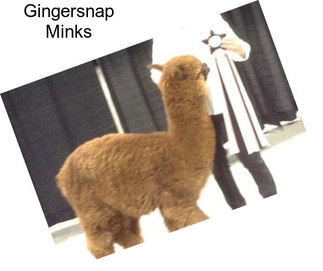 Gingersnap Minks