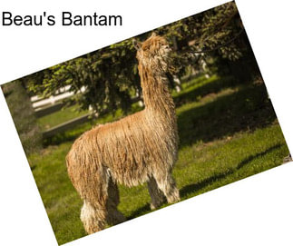 Beau\'s Bantam