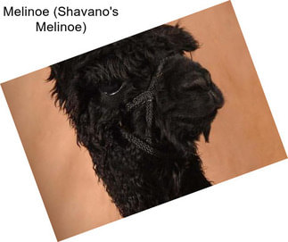 Melinoe (Shavano\'s Melinoe)