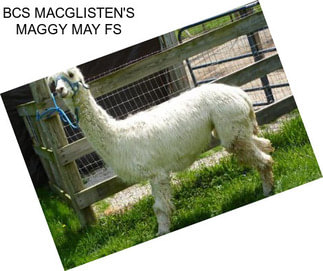 BCS MACGLISTEN\'S MAGGY MAY FS