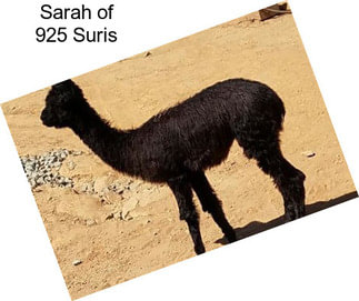 Sarah of 925 Suris