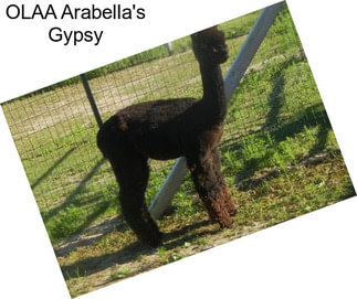 OLAA Arabella\'s Gypsy