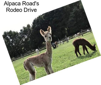 Alpaca Road\'s Rodeo Drive