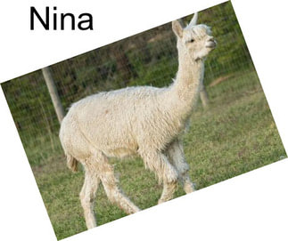 Nina