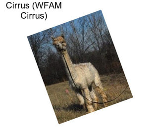 Cirrus (WFAM Cirrus)