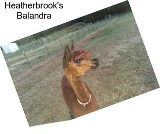 Heatherbrook\'s Balandra