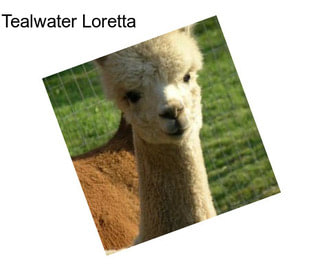 Tealwater Loretta