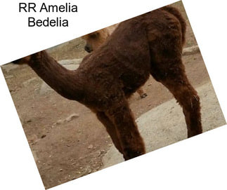 RR Amelia Bedelia