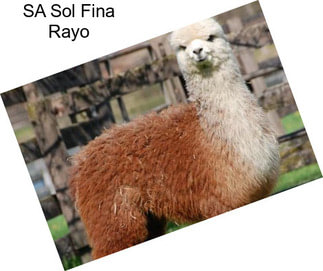 SA Sol Fina Rayo